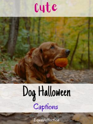 Cute Dog Halloween Captions