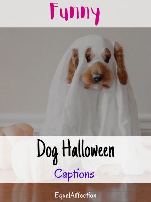 Dog Halloween Captions Funny