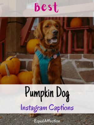 Pumpkin Dog Instagram Captions